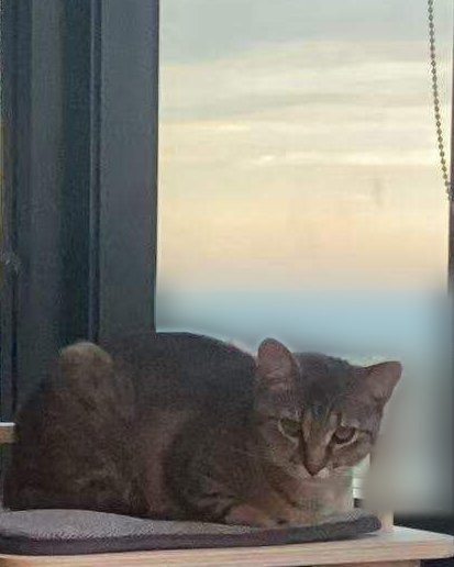 A tabby cat resting on top of a cat tree by a tall window at sunset.